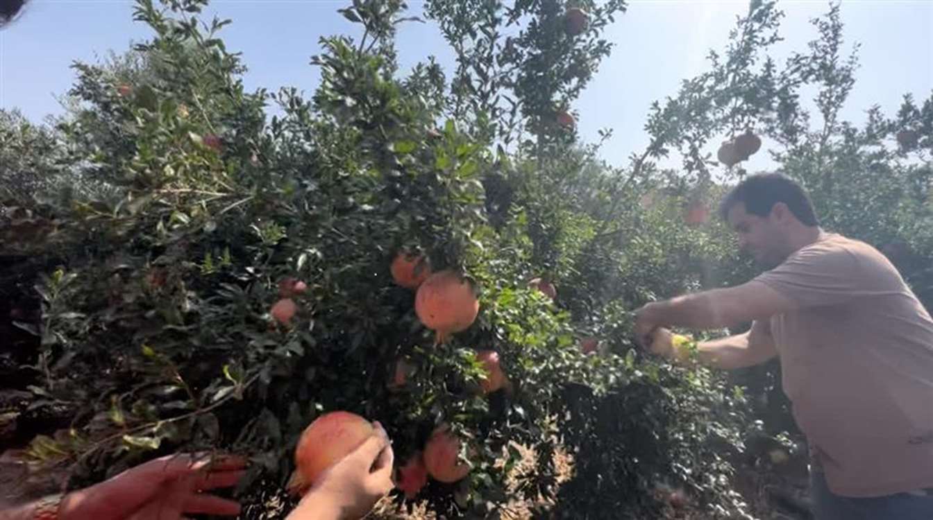 انار طارم